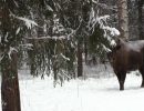 vyazniki_bizon