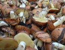 грибы,маслята