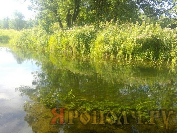 река Тара,Мстера,Вязниковский район,лето,