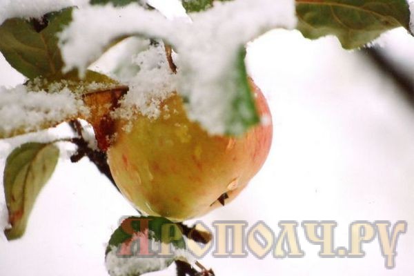первый снег,яблоня,снег на яблоках,