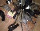 В квартире обнаружены 30 истощенных кошек. Говорят, что хозяйка ими питалась. Видео и фото