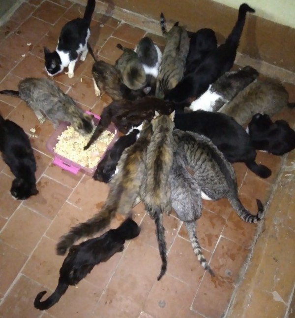 В квартире обнаружены 30 истощенных кошек. Говорят, что хозяйка ими питалась. Видео и фото