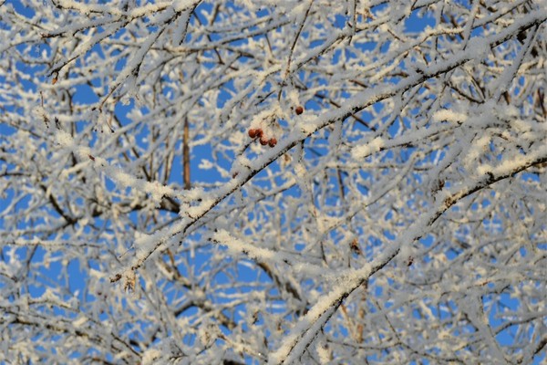 морозный день,холодно,ветка дерева в инее,иней на ветках,