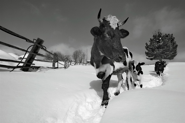 коровы,снег,зима,