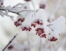 рябина,зима,февраль,декабрь,январь,снег на рябине,гроздья рябины в снегу,