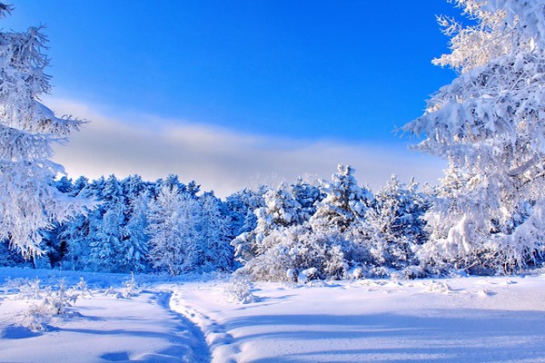 зимний день,мороз,зима,лес,снег в лесу,