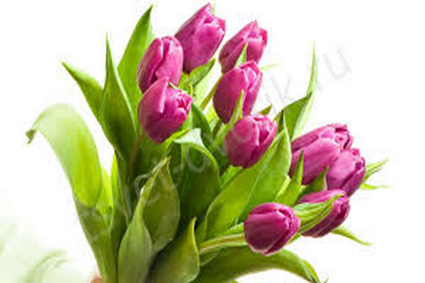 цветы,букет,тюльпаны,8 марта,