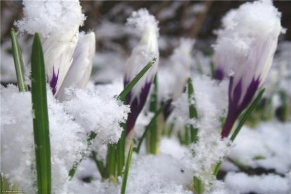 поснежники,весна,снег,март,