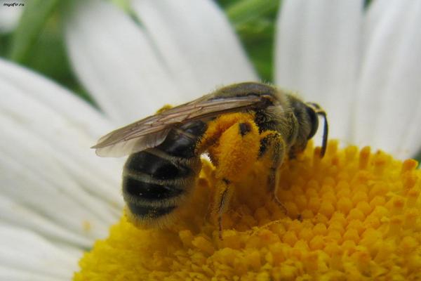пчела,пчела на цветке,Зосима пчельник,