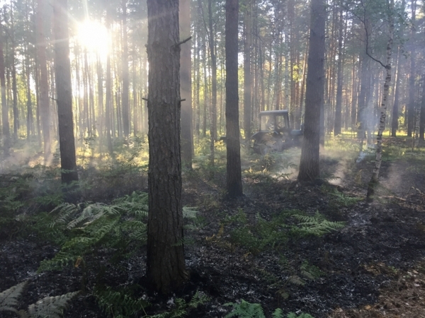 Лесной пожар ликвидировали