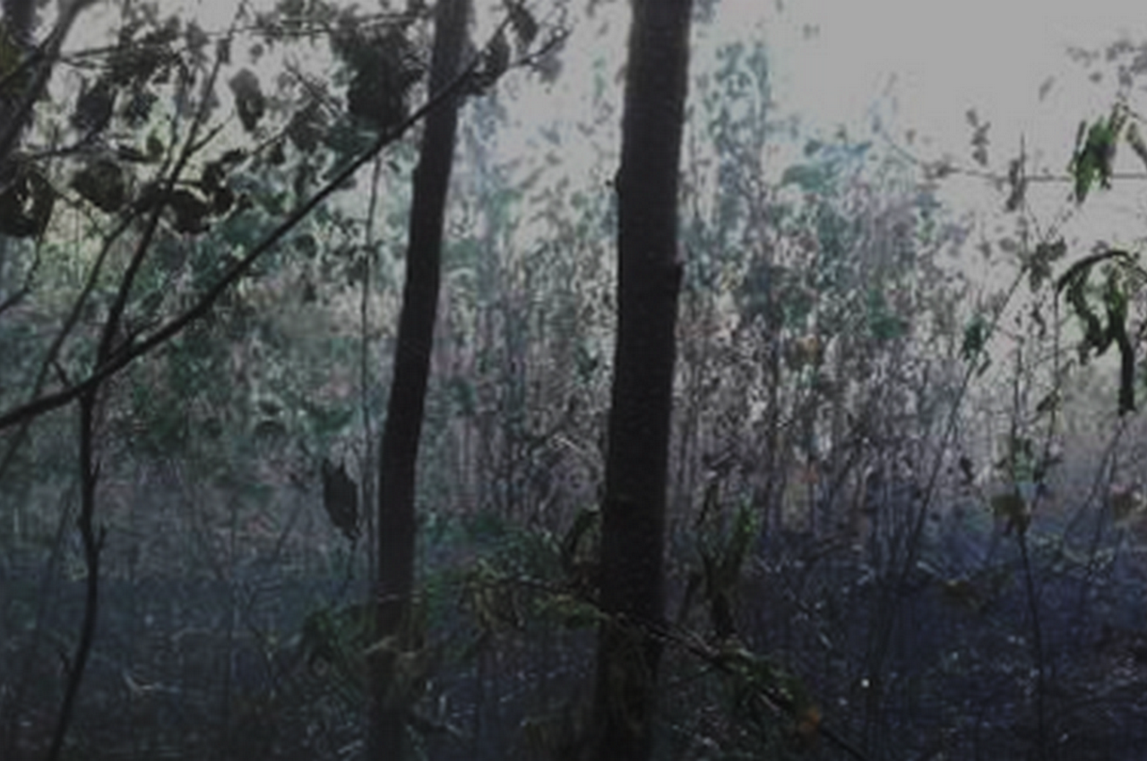 Лесной пожар в Вязниковском лесничестве