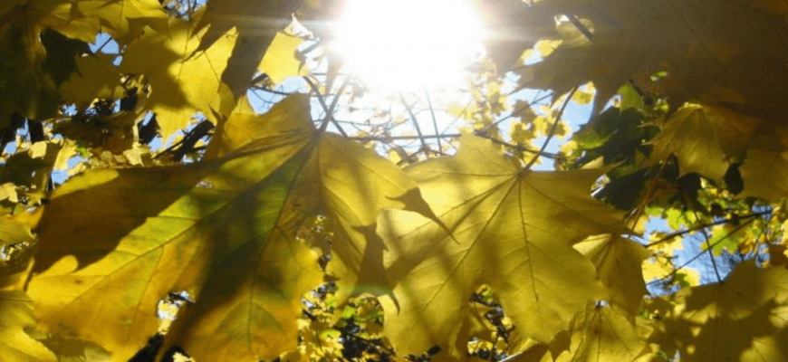 погода на 1 сентября,листья и солнце,листья клена,солнечная осенняя погода,