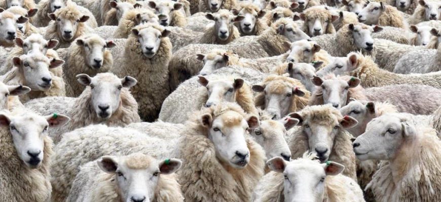 стадо овец, отара,овцы,