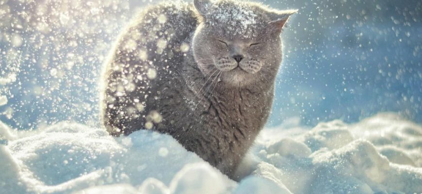 снег зима,снег и кот,кошка в снегу,