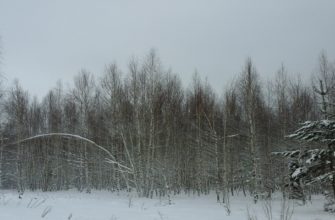 лес зима, зимний лес, 8 февраля,