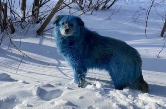 Дзержинск голубые собаки