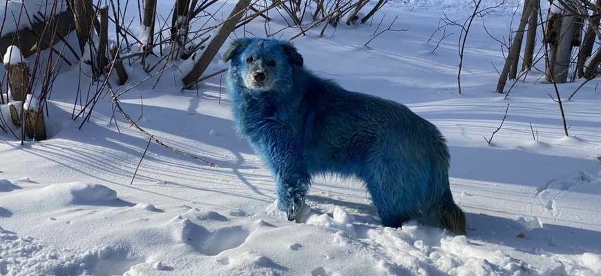 Дзержинск голубые собаки